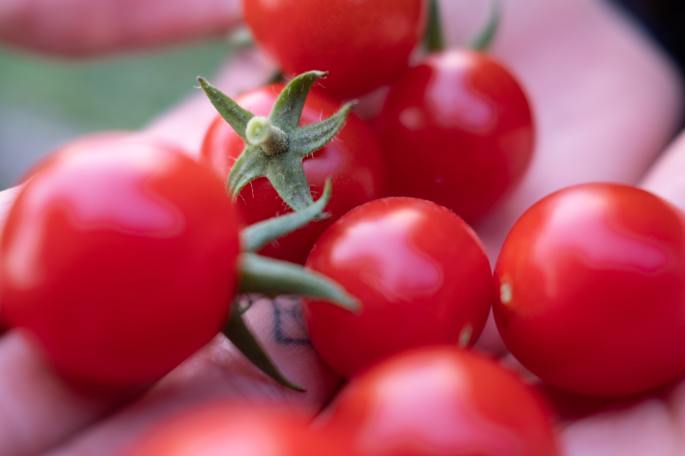 Tomates : pourquoi faut-il les manger ?